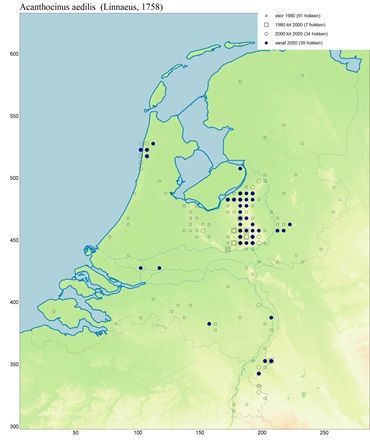 Historische en actuele verspreiding van de timmerboktor in Nederland. Kleine vierkantjes: historisch (vóór 1980), grote vierkanten: 1980 tot 2000, open rondjes: 2000 tot 2020, dichte rondjes: actueel (vanaf 2020). Data uit de Verspreidingsatlas Nederlandse boktorren (2009) en NDFF, 2024