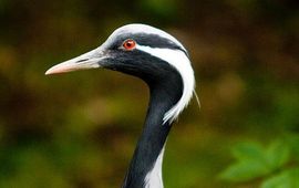 John Puddephatt GNU-licentie Jufferkraanvogel