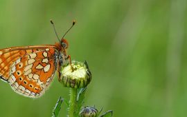 Moerasparelmoervlinder - primair