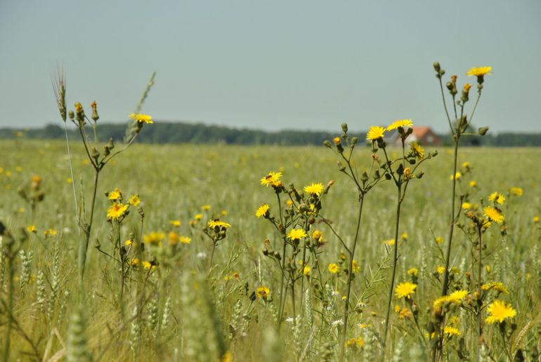 Brede bloemrijke akkerrand in Zeeland