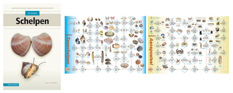 Veldgids Schelpen. Zeeschelpen en weekdieren uit ons Noordzeegebied door R.H. de Bruyne, 3e druk, 2022. Midden: zoekkaart 'Zeeschelpen', rechts: zoekkaart 'Aanspoelsel'