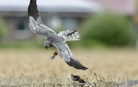 Jan Ploeger Man grauwe kiekendief brengt muis bij nest met jongen