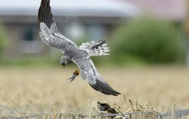 Man grauwe kiekendief brengt muis bij nest met jongen