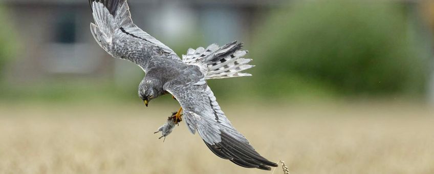 Man grauwe kiekendief brengt muis bij nest met jongen