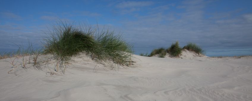 Duinen