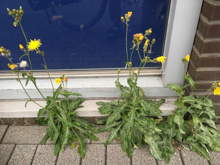 Ondanks het woord akker in de naam is de akkermelkdistel een veelgeziene stadsbewoner