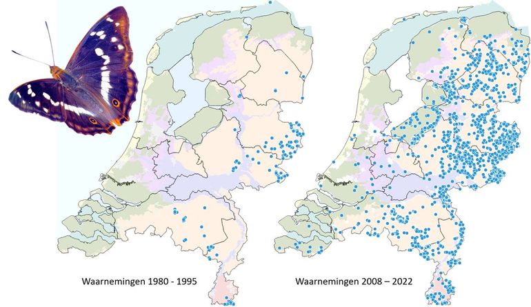 Verspreiding grote weerschijnvlinder 1980-1995 en 2008-2022