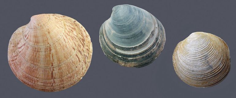 Van links naar rechts: gewone artemisschelp, dichtgestreepte artemisschelp (fossiel exemplaar) en noordse cirkelschelp. Alle drie rond, zeldzaam en deze Schelpenteldag in totaal maar een of twee keer gevonden