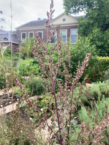Artemisia vulgaris in de Clusiustuin
