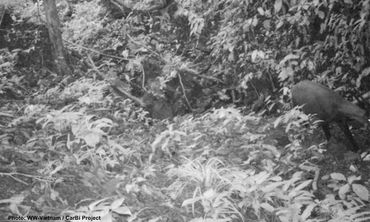 The last confirmed record of a saola is a photograph obtained through camera-trapping by WWF-Vietnam in 2013 in the Saola Nature Reserves