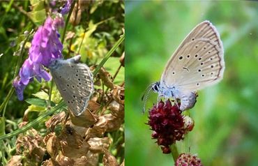 Is het? Ja, het is! Het eerste pimpernelblauwtje in het Vlijmens Ven (links) en het afzetten van het eerste eitje van een pimpernelblauwtje in het Vlijmens Ven (rechts)