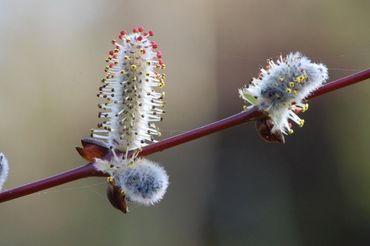 Katjes aan een kleine wilg in de tuin van de auteur, ooit gekocht op de plantenmarkt in de Hortus botanicus Haren