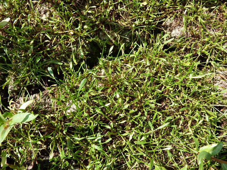 Slijkgroen op drooggevallen kleigrond