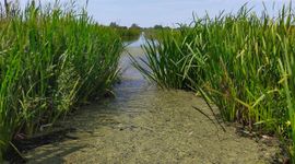 Boerensloot met kroos