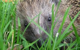 egel in het gras