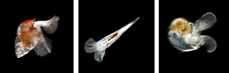 De pteropoden Limacina bulimoides, Styliola subula en Heliconoides inflatus