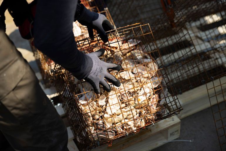 ARK's oesterkorven tillen de jonge oesters iets van de zeebodem af zodat ze niet bedolven raken onder zand en veilig zijn voor krabben en zeesterren