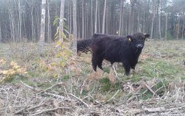 Galloways in hun winterse leefgebied in het Goois Natuurreservaat