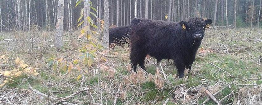 Galloways in hun winterse leefgebied in het Goois Natuurreservaat