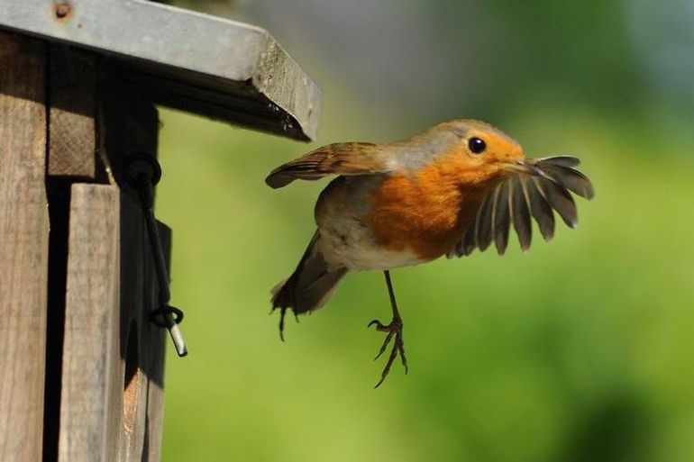 Hang nu een nestkast op. Vogels slapen er in de winter en broeden er in de lente