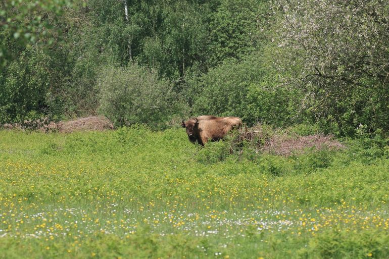 Wisenten banen wegen dwars door vegetatie op zoek naar hun favoriete voedsel. Slikken van de Heen