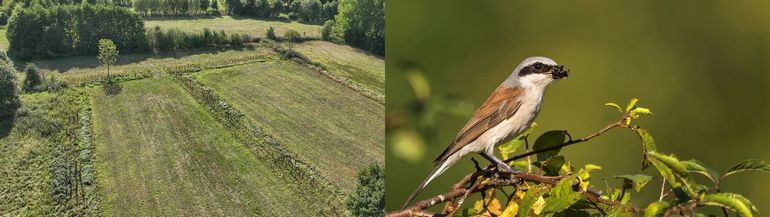 Van stroken met dichte struiken en bomen in het Merkske profiteren kleine zangvogels, zoals de grauwe klauwier