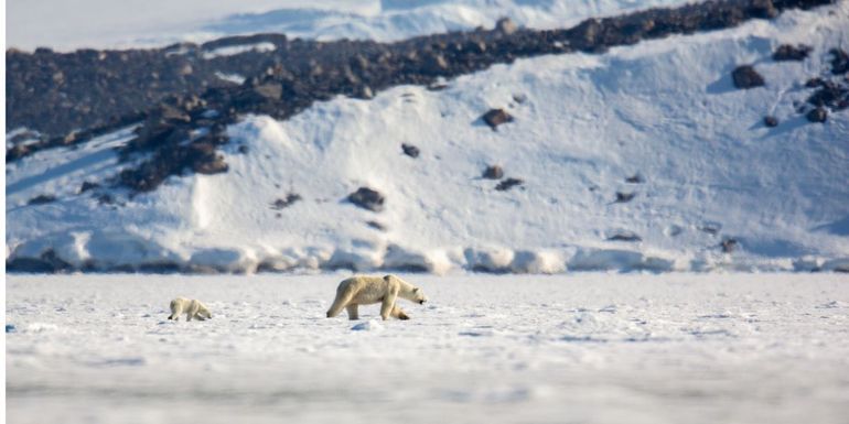 A polar bear with cub on one of the frozen fjords of Svalbard