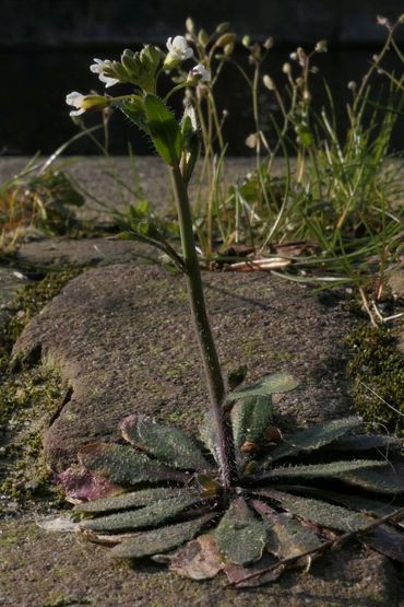 Zandraket tussen de stenen