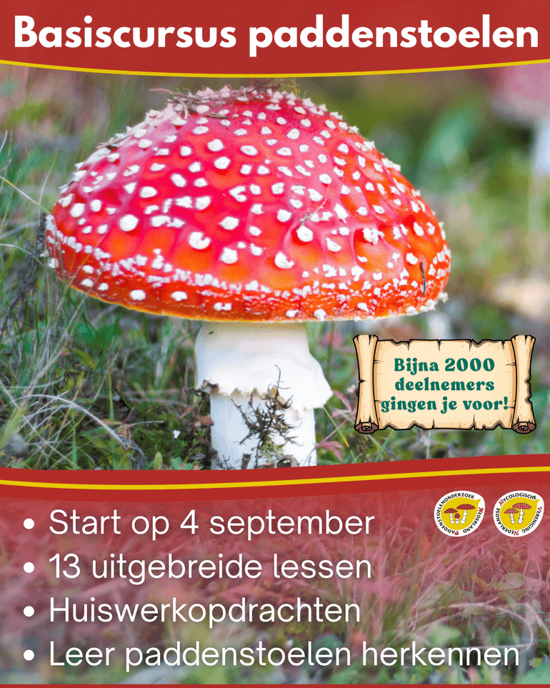 Basiscursus paddenstoelen
