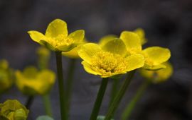 Theo Westra dotterbloem - close up