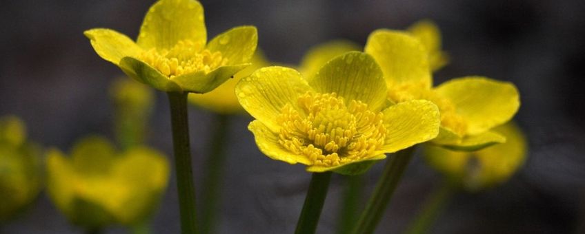 dotterbloem - close up