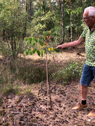 Joost van Beek plant een boom