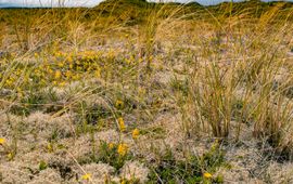 Duingrasland Vlieland, vegetatie die te maken heeft met forse temperatuurschommelingen