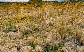 Nils van Rooijen Duingrasland Vlieland, vegetatie die te maken heeft met forse temperatuurschommelingen
