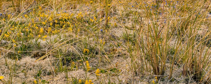 Duingrasland Vlieland, vegetatie die te maken heeft met forse temperatuurschommelingen