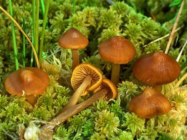 Een andere paddenstoel die je in het veen kunt tegenkomen: kaal veenmosklokje