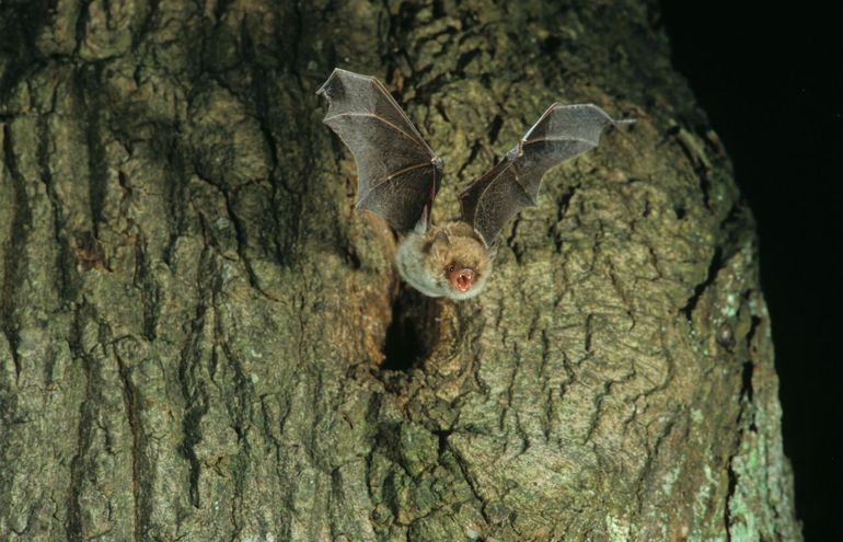 The Natterer's bat does not like light and seeks shelter in dark locations
