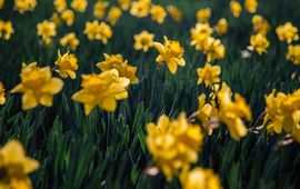 Pixabay Narcissen