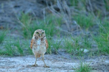 Aruban burrowing owl