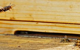 Aziatische hoornaar voor vliegopening bijenkast