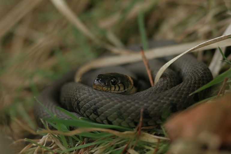 Ringslangen zijn tijdens de winter in diepe rust