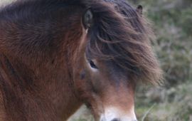 Exmoor pony