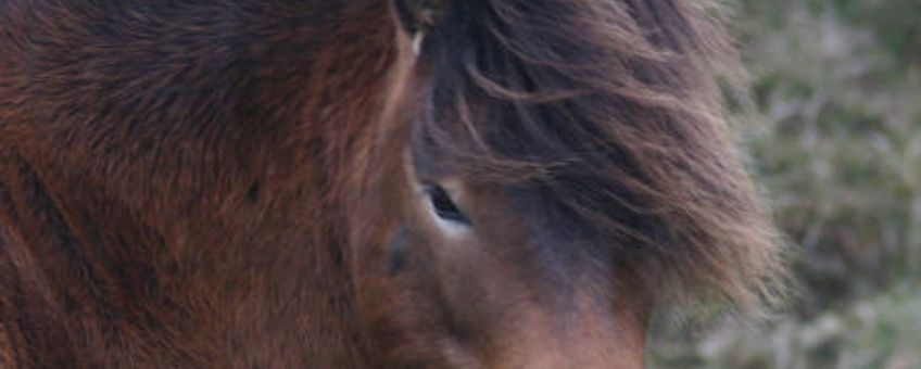 Exmoor pony