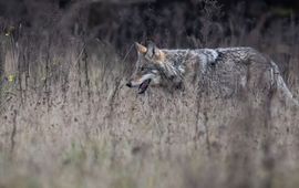 Wolf op de Zuidwest-Veluwe