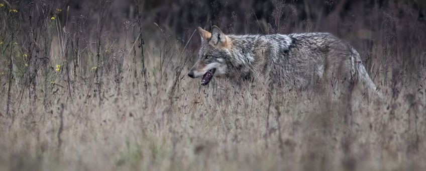 Wolf op de Zuidwest-Veluwe