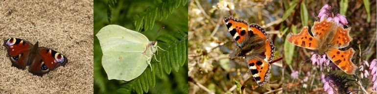 De vlinderoverwinteraars, v.l.n.r. dagpauwoog, citroenvlinder, kleine vos & gehakkelde aurelia