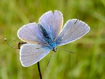 Icarusblauwtje, het blauwe mannetje is niet te verwarren