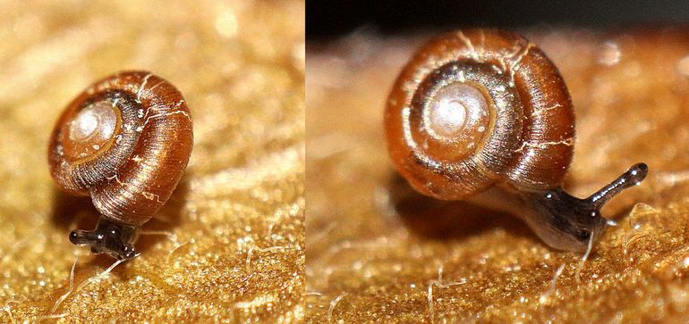 Wijchen, 22-10-2023. Dwergpuntje gefotografeerd in de eigen tuin