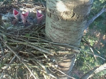 Vijf jonge raven op het nest tijdens het controleren vanaf de grond