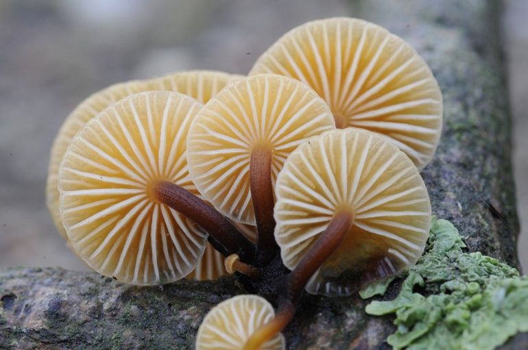 Het gewoon fluweelpootje is een van de drie soorten fluweelpootjes in Nederland